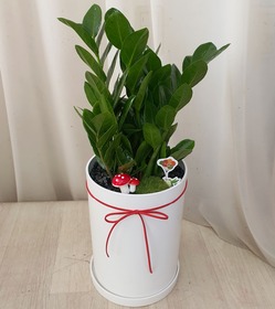 금전수 테이블용