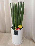 스투키 테이블용
