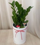 금전수 테이블용